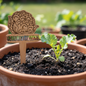 Potted plant with a wooden cauliflower marker in a garden setting