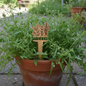 Plant Marker - Weeds