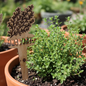 thyme plant marker