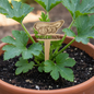 Vegetable Plant Marker - Zucchini