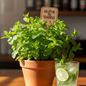Potted mint plant with a sign reading 'Mojitos in Training' next to a glass of mojito.