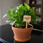 Potted plant with a wooden sign labeled 'Something Green' on a dark surface.