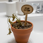Dying potted plant with a sign labeled 'Your Victim' on a bathroom counter.